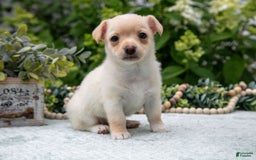 Chihuahua dogs for sale: Butterscotch - Image 2