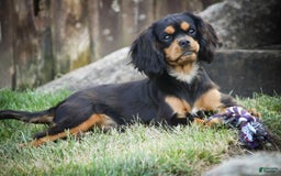 Cavalier King Charles Spaniel dogs for sale: Pluto - Image 12