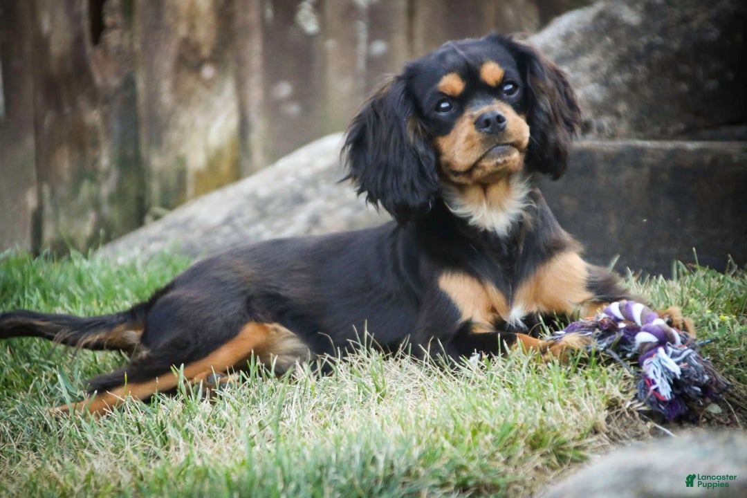 Cavalier King Charles Spaniel dogs for sale: Pluto - Image 12
