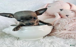 Chihuahua dogs for sale: Caramle - Image 1
