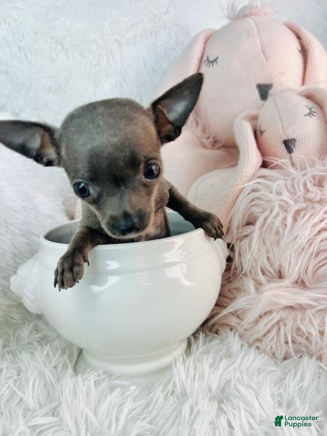 Chihuahua dogs for sale: Caramle - Image 1