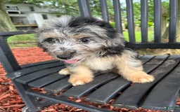 Mini Aussiedoodle dogs for sale: Tulip - Image 11