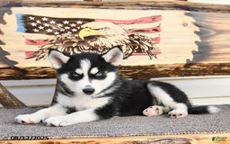 Siberian Husky dogs for sale: Rowdy - Image 1