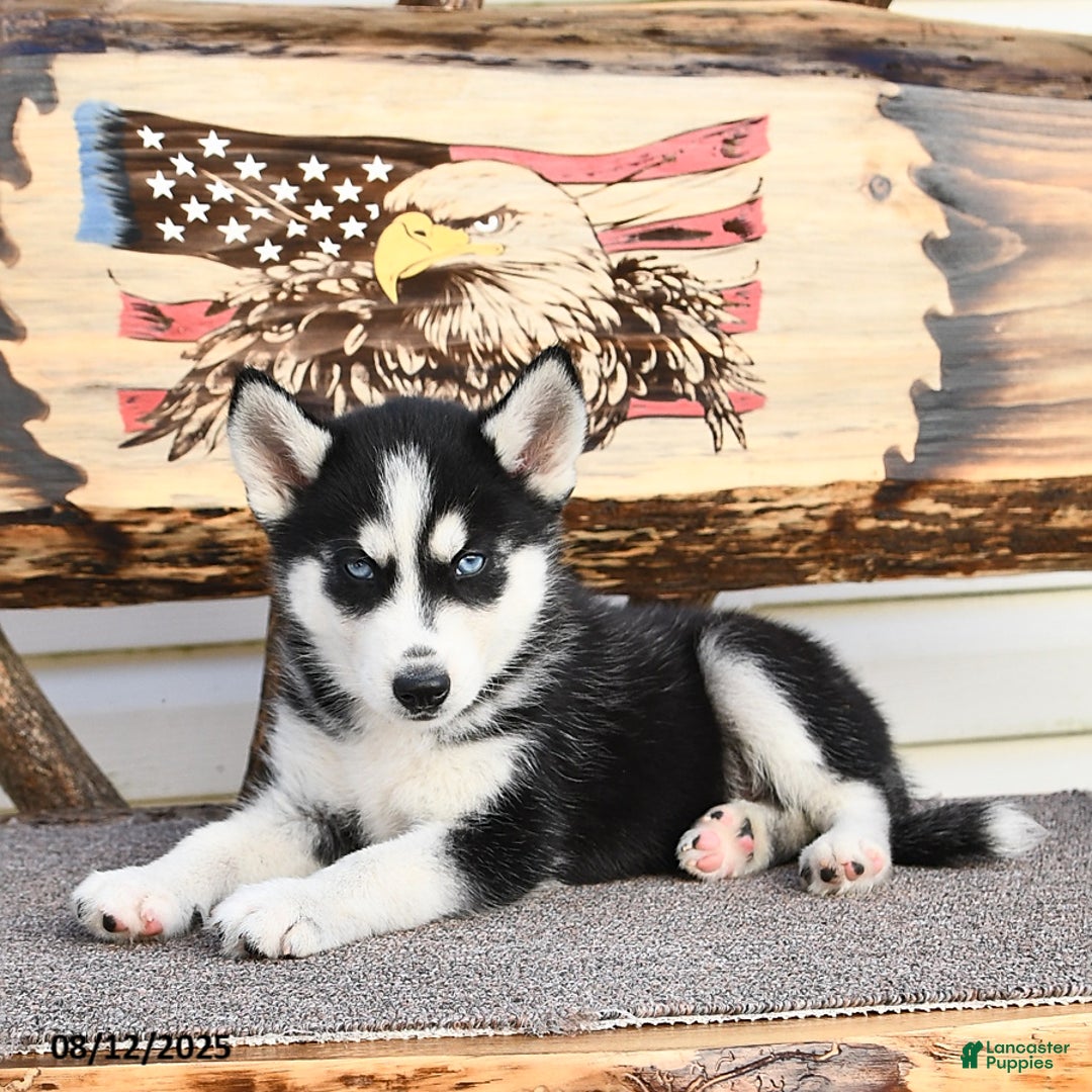 Siberian Husky dogs for sale: Rowdy - Image 1