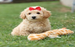 Bichpoo dogs for sale: Tyson - Image 8