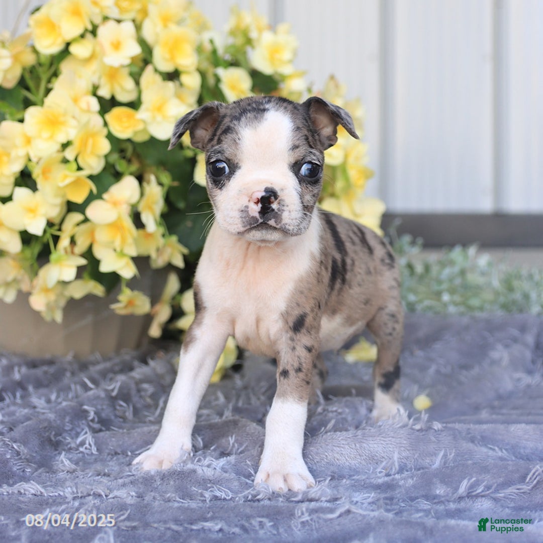 Boston Terrier dogs for sale: Hawk - Image 2