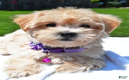 Maltipoo dogs for sale: Kori - Image 5