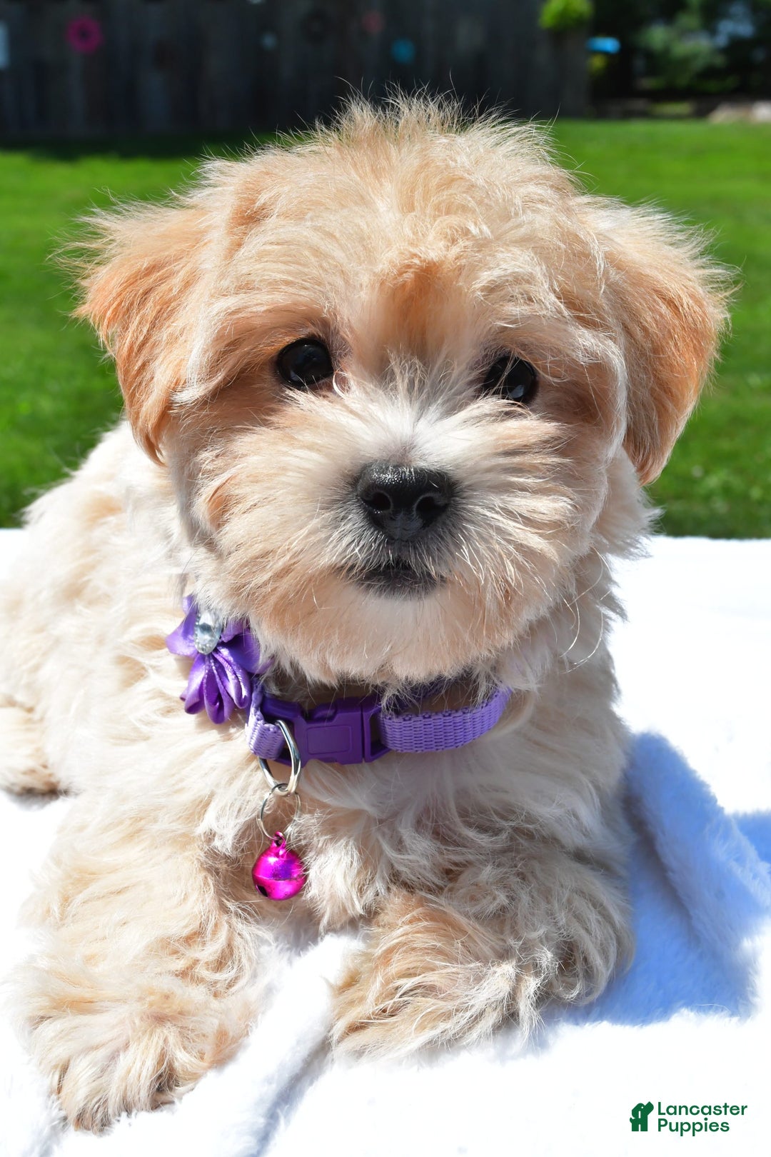 Maltipoo dogs for sale: Kori - Image 5