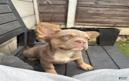 French Bulldog dogs for sale: Luna - Image 1