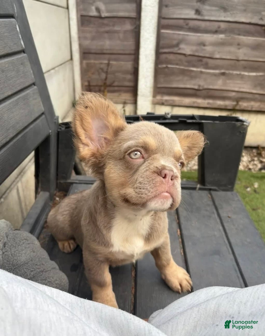 French Bulldog dogs for sale: Luna - Image 1