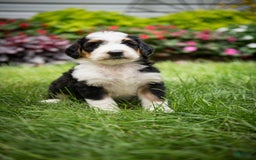 Bernedoodle dogs for sale: Bessie - Image 5