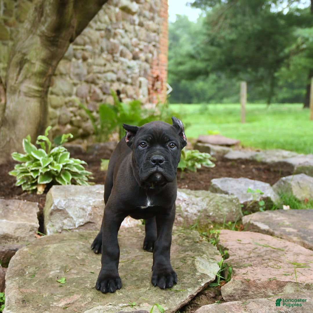 Cane Corso dogs for sale: Ted - Image 5