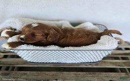 Cavapoo dogs for sale: Bryce - Image 1