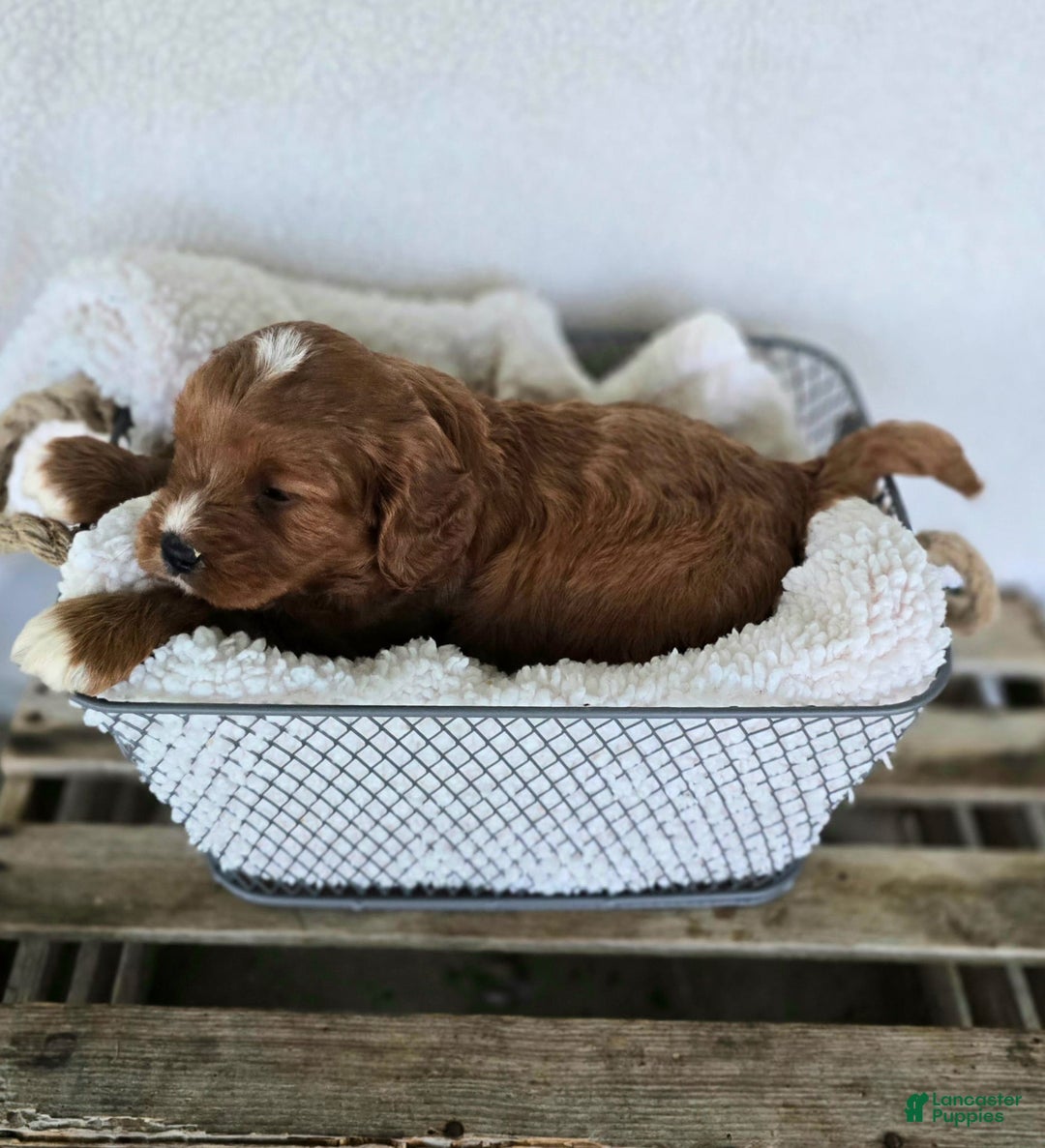 Cavapoo dogs for sale: Bryce - Image 1