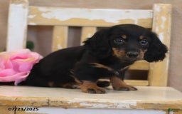 Miniature Dachshund dogs for sale: Kami - Image 4