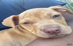 American Pit Bull Terrier dogs for sale: Honey - Image 1