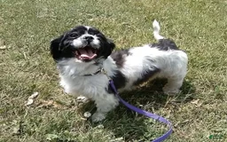 Shihpoo dogs for sale: Elsa - Image 10