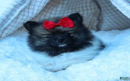 Pomeranian dogs for sale: Betzy - Image 21