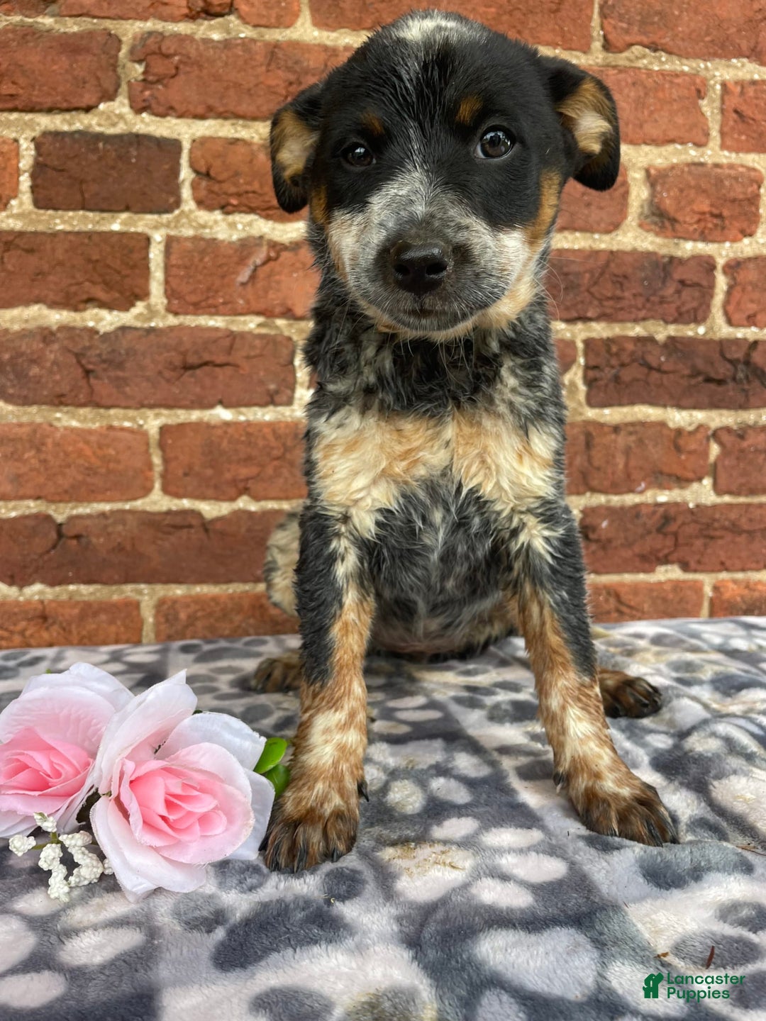 Australian Cattle Dog dogs for sale: Apple - Image 8