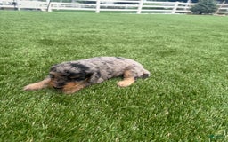 Bernedoodle dogs for sale: 7 - Image 5