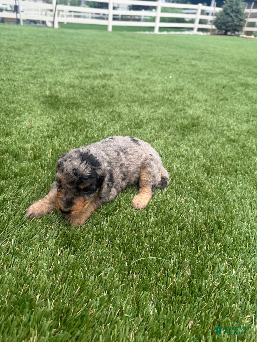 Bernedoodle dogs for sale: 7 - Image 5