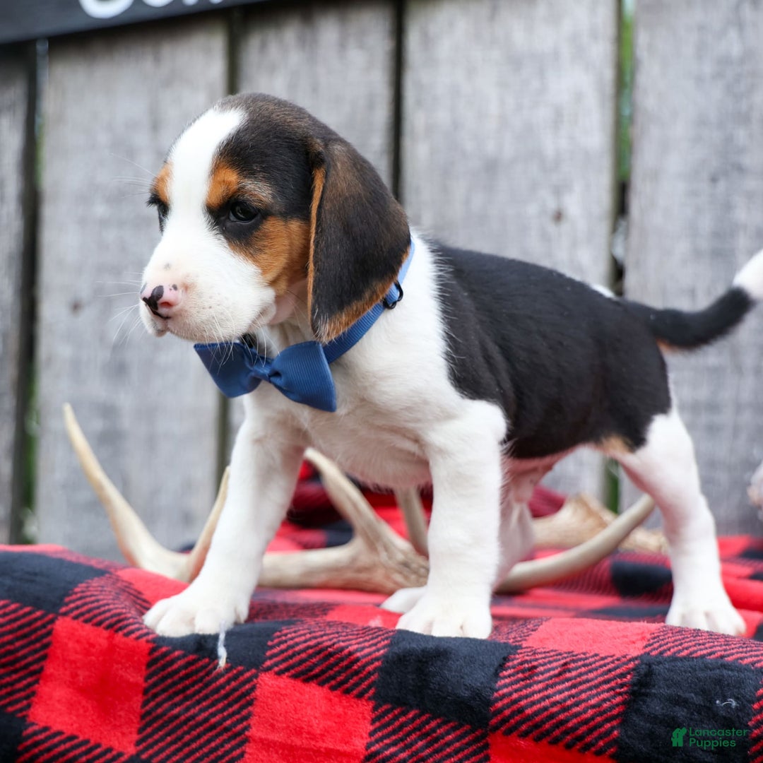 Beagle dogs for sale: Kobe - Image 3