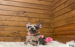 French Bulldog dogs for sale: Olive - Image 7