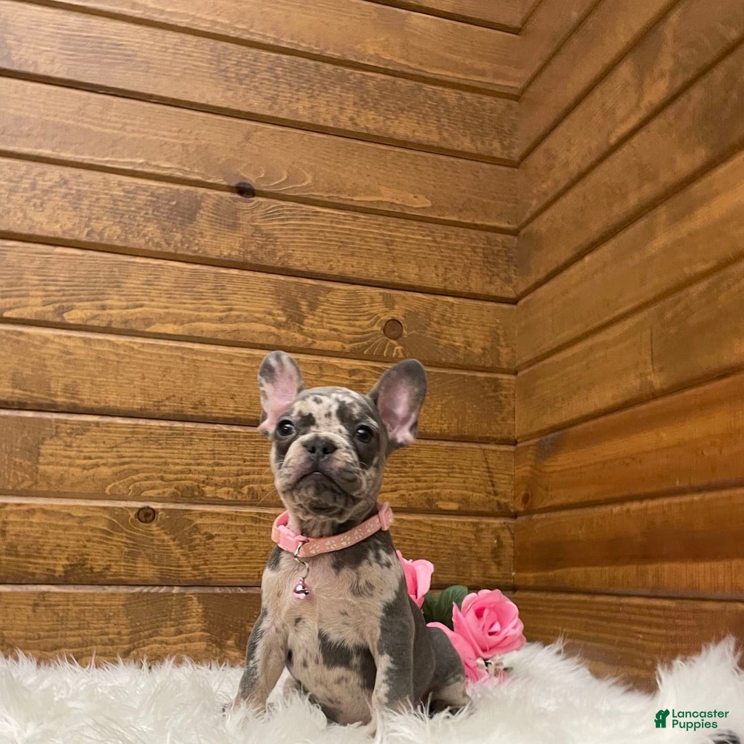 French Bulldog dogs for sale: Olive - Image 7