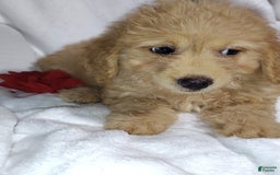 Mini Goldendoodle dogs for sale: Tinkerbell - Image 3