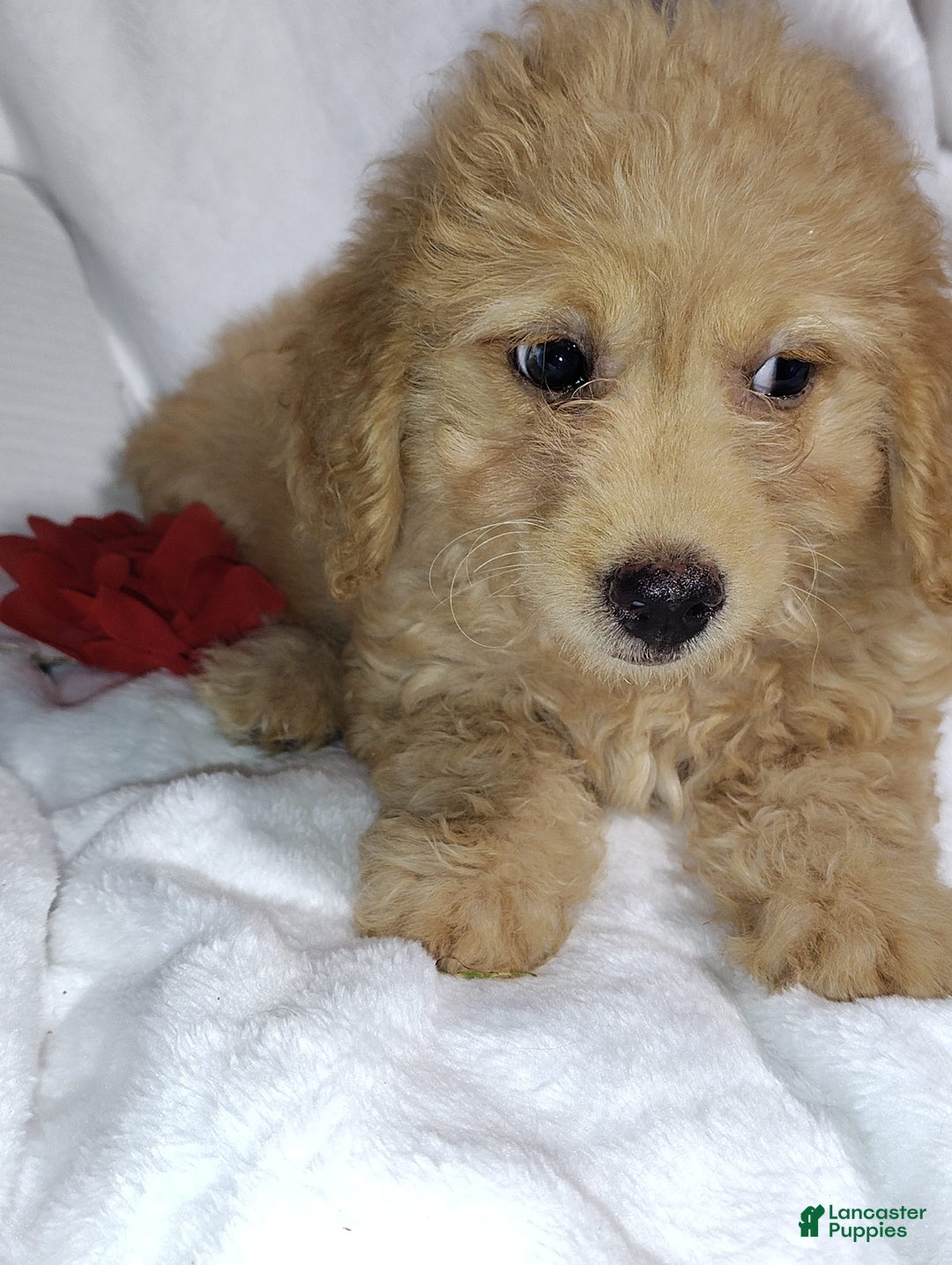 Mini Goldendoodle dogs for sale: Tinkerbell - Image 3