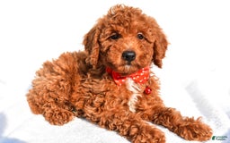 Miniature Poodle dogs for sale: Miniature Poodle 5 puppies - Image 8