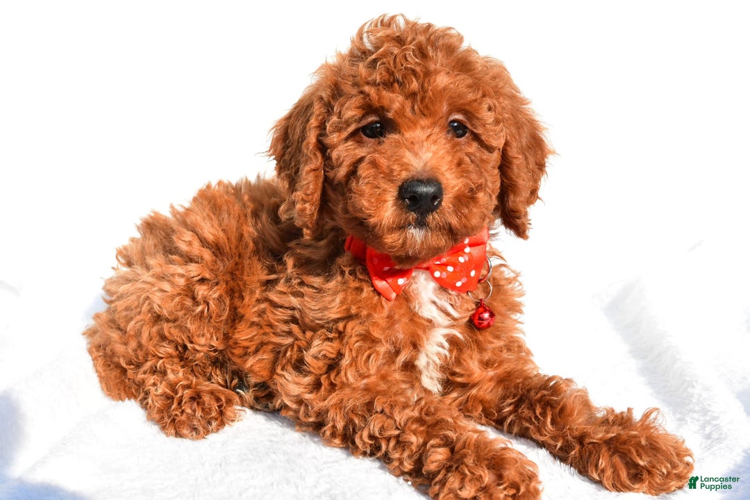 Miniature Poodle dogs for sale: Miniature Poodle 5 puppies - Image 8