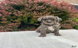Miniature Poodle dogs for sale: Tasha - Image 6