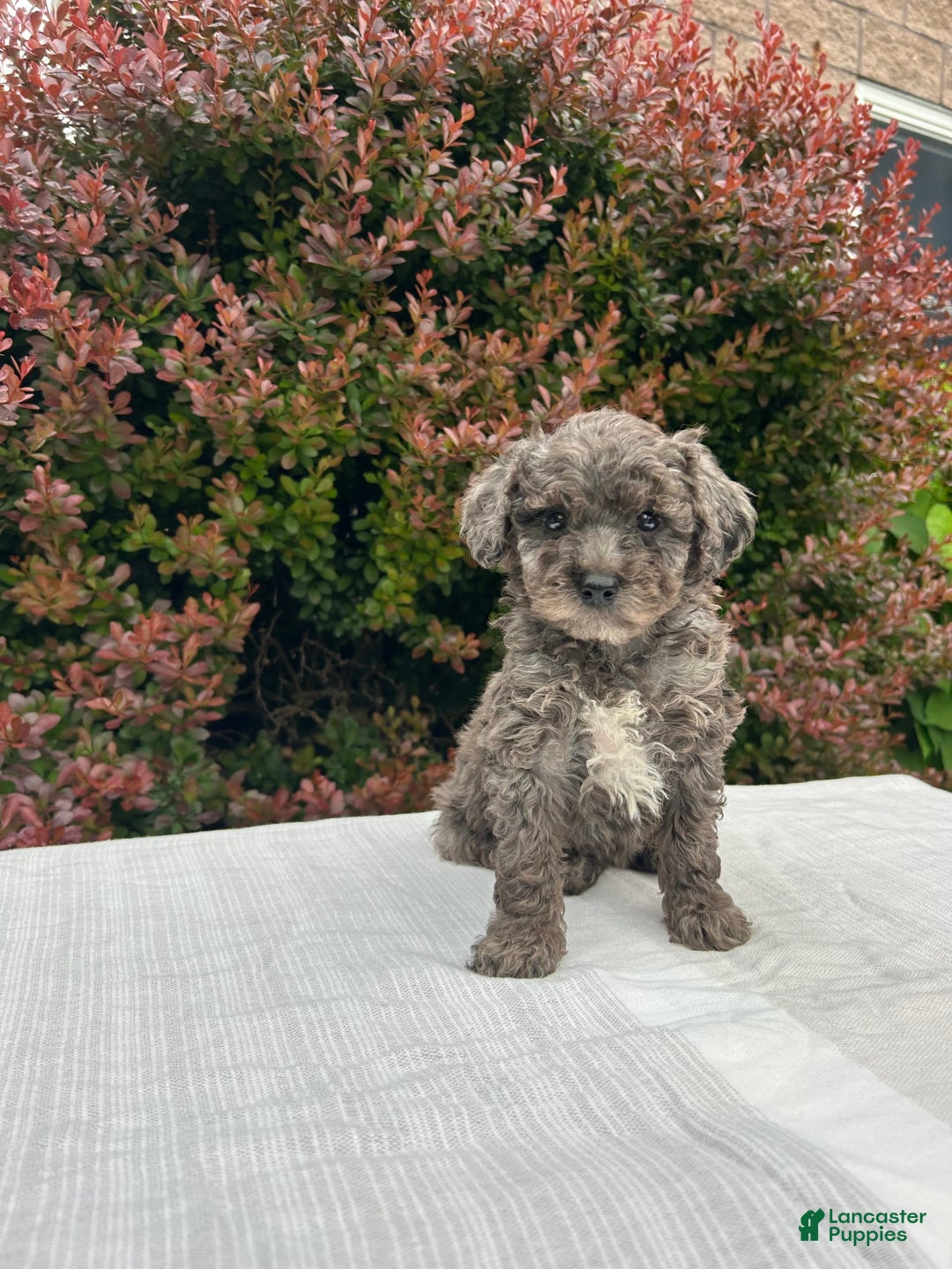 Miniature Poodle dogs for sale: Tasha - Image 6