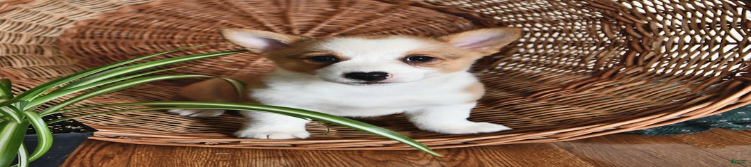Lori