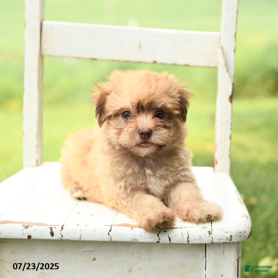 Havanese dogs for sale: Baxter - Image 2