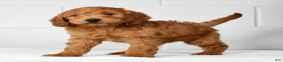 Roscoe
