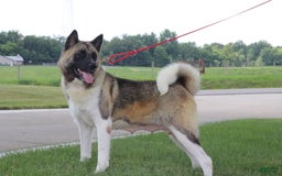 categoriesInfo:categoryAttributeOptions.pets.dogs.breed.akita dogs for sale: Akc Molly - Image 6