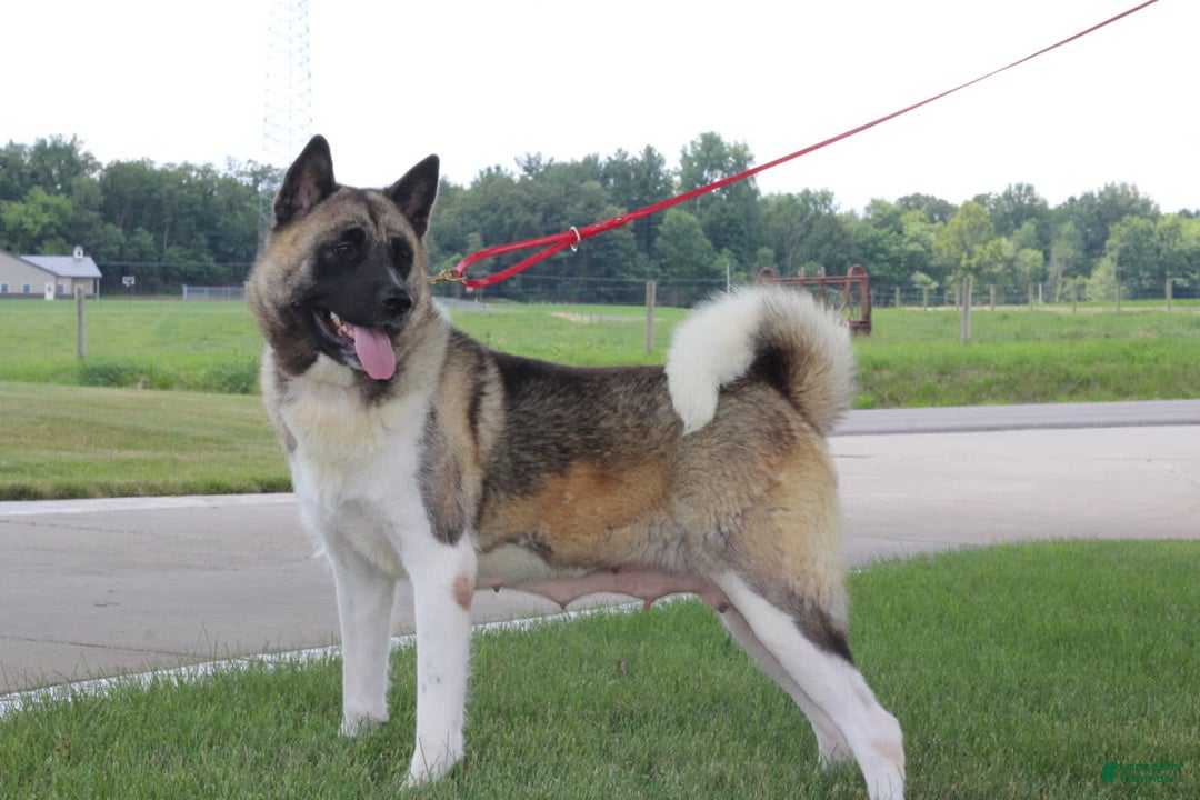 categoriesInfo:categoryAttributeOptions.pets.dogs.breed.akita dogs for sale: Akc Molly - Image 6
