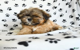 Shih Tzu dogs for sale: Freddie - Image 3