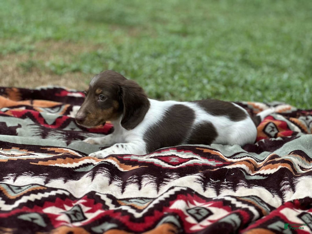 Miniature Dachshund dogs for sale: Rolo - Image 4
