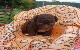 Toy Poodle dogs for sale: Toy Poodle 5 puppies - Image 20