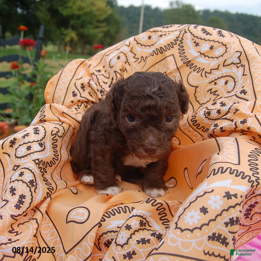 Toy Poodle dogs for sale: Toy Poodle 5 puppies - Image 20