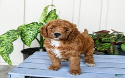 Mini Goldendoodle dogs for sale: Moxie - Image 1