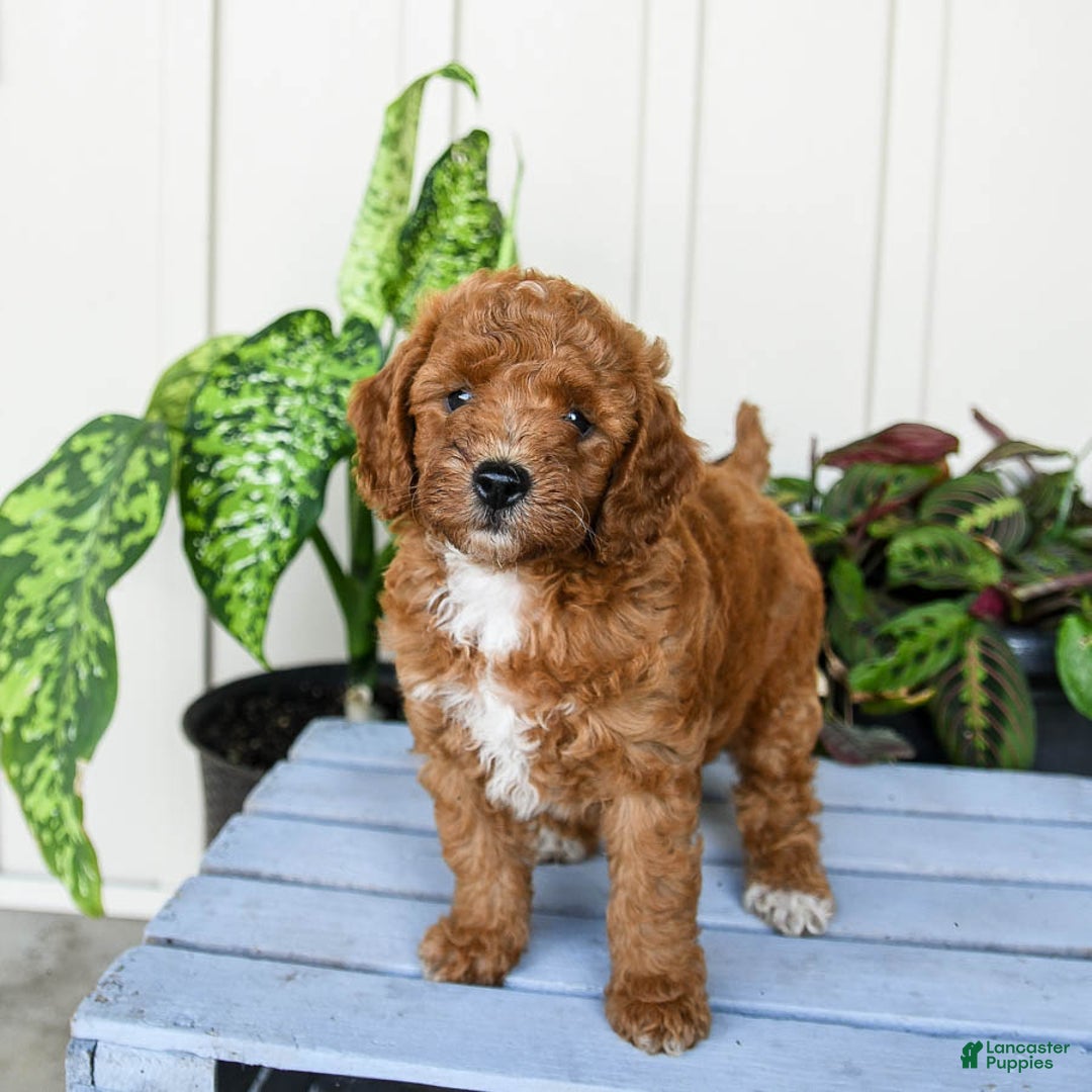 Mini Goldendoodle dogs for sale: Moxie - Image 1