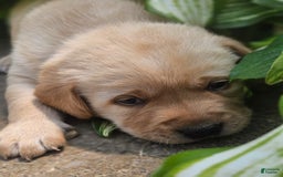 Labrador Retriever dogs for sale: Rainey - Image 14
