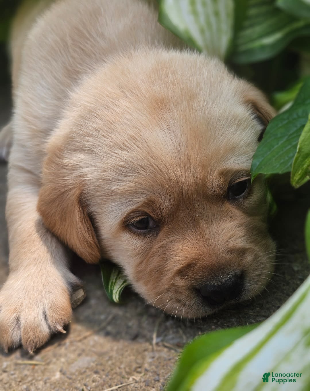 Labrador Retriever dogs for sale: Rainey - Image 14