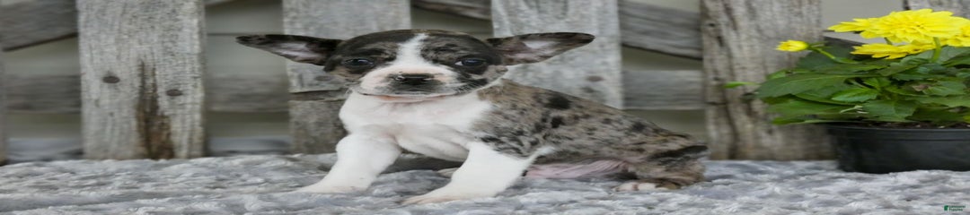 Scout
