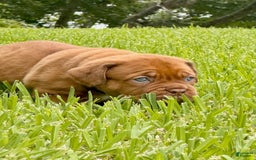 Dogue De Bordeaux dogs for sale: Green Female - Image 5