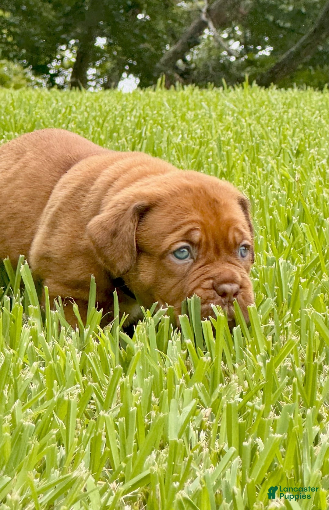 Dogue De Bordeaux dogs for sale: Green Female - Image 5